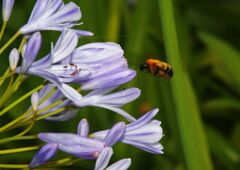 青楓　アバガンサス