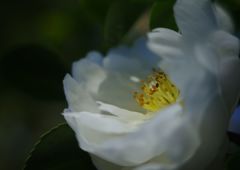 寒露　サザンカ　Ⅱ