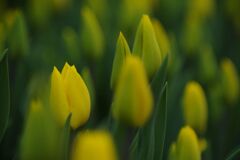 落日　チュウリップ　Ⅱ