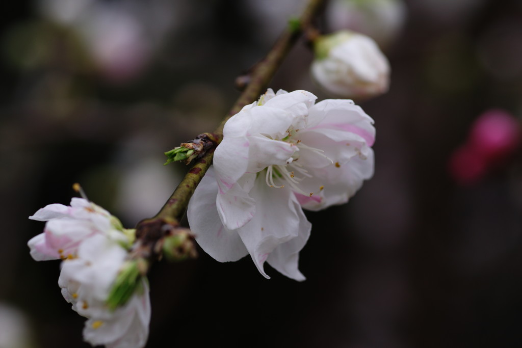 春を探して　花桃
