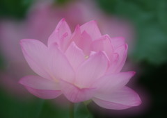 晩夏　大賀ハス　Ⅱ