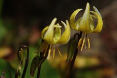 花春　キバナカタクリ