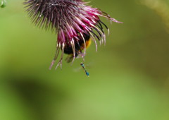 虫達を追って　アブの仲間　？