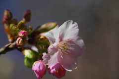向春　啓翁桜　Ⅱ
