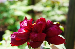 春爛漫　牡丹　Ⅱ