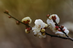 春を探して　梅一枝