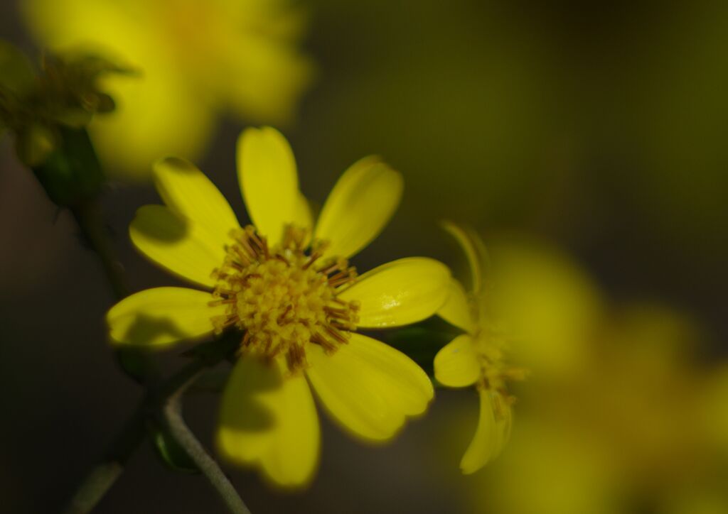 落日　ツワブキ　