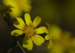 落日　ツワブキ　