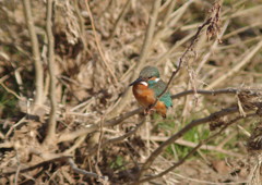 野鳥を追って　カワセミ