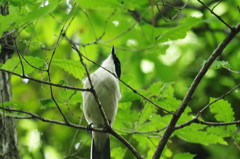 野鳥を探して　オナガ