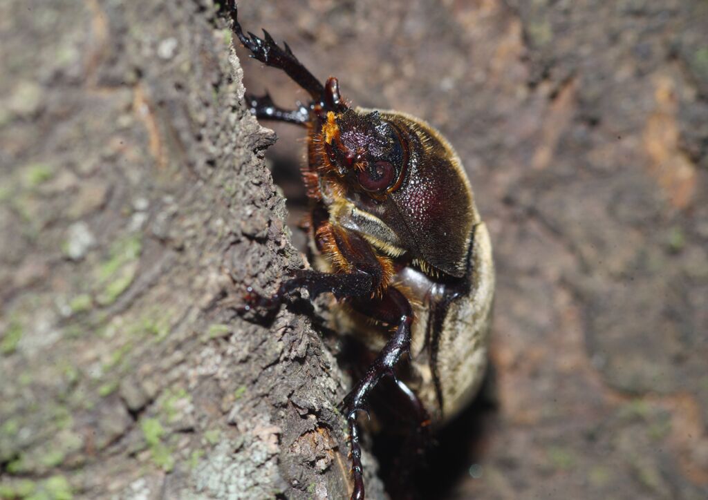 季夏　カブトムシ