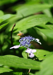 花と虫達　ミツバチ