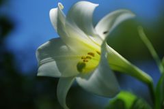 晩夏　白ユリ　Ⅱ