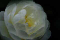 落日　サザンカ　Ⅱ