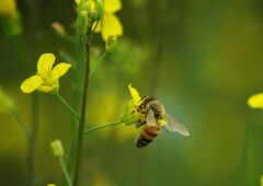 万緑　ミツバチ