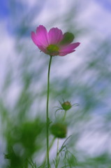 秋を探して　コスモス　Ⅱ