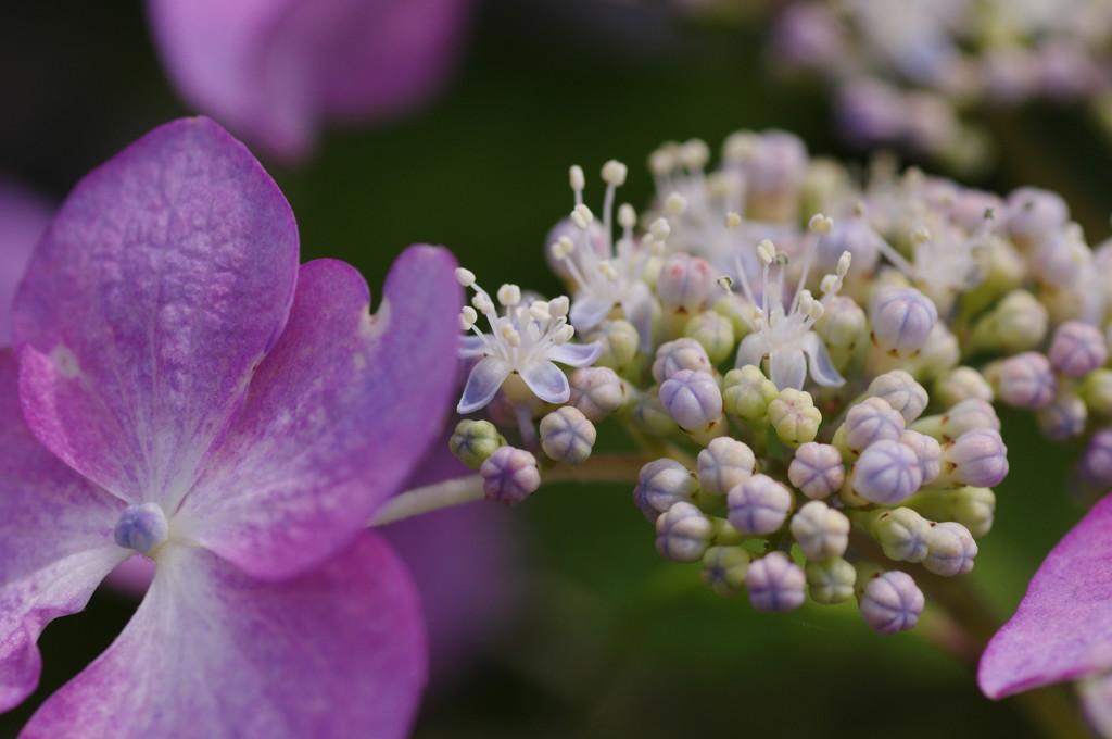 あじさいの花