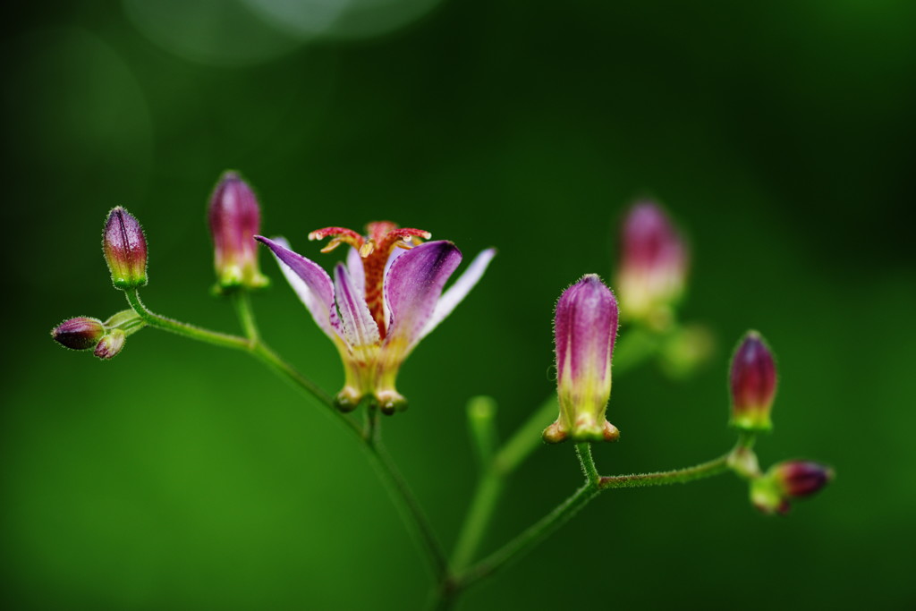 初秋　ホトトギス
