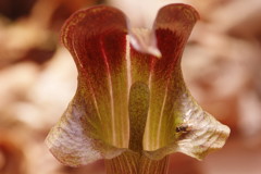 花と虫達　アブ