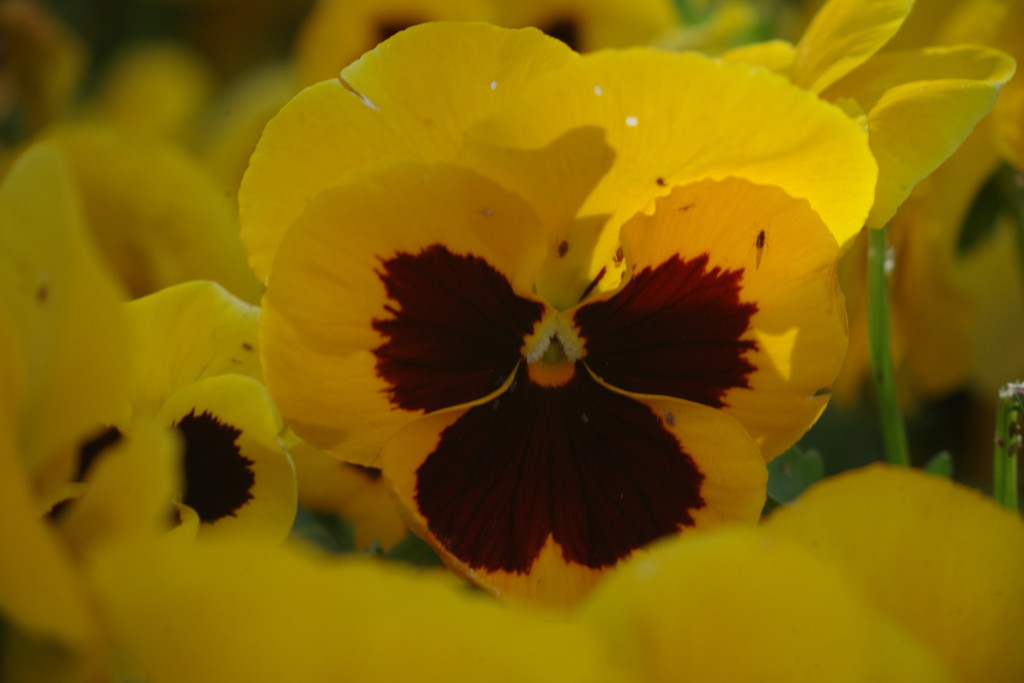 中春　パンジー　Ⅱ