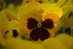 中春　パンジー　Ⅱ