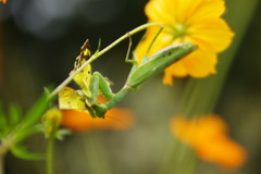 弱肉強食　カマキリ