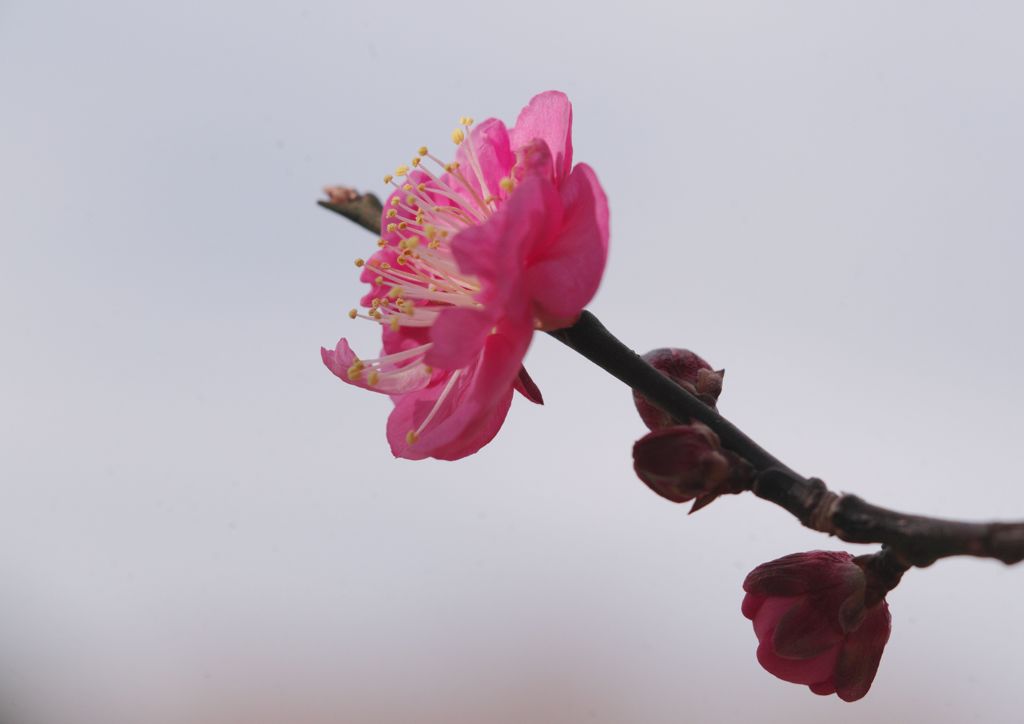 初春　紅梅