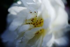 落日　サザンカ　Ⅱ