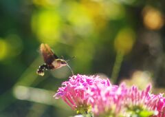 白露　スカシバ