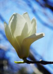 仲春　ハクモクレン