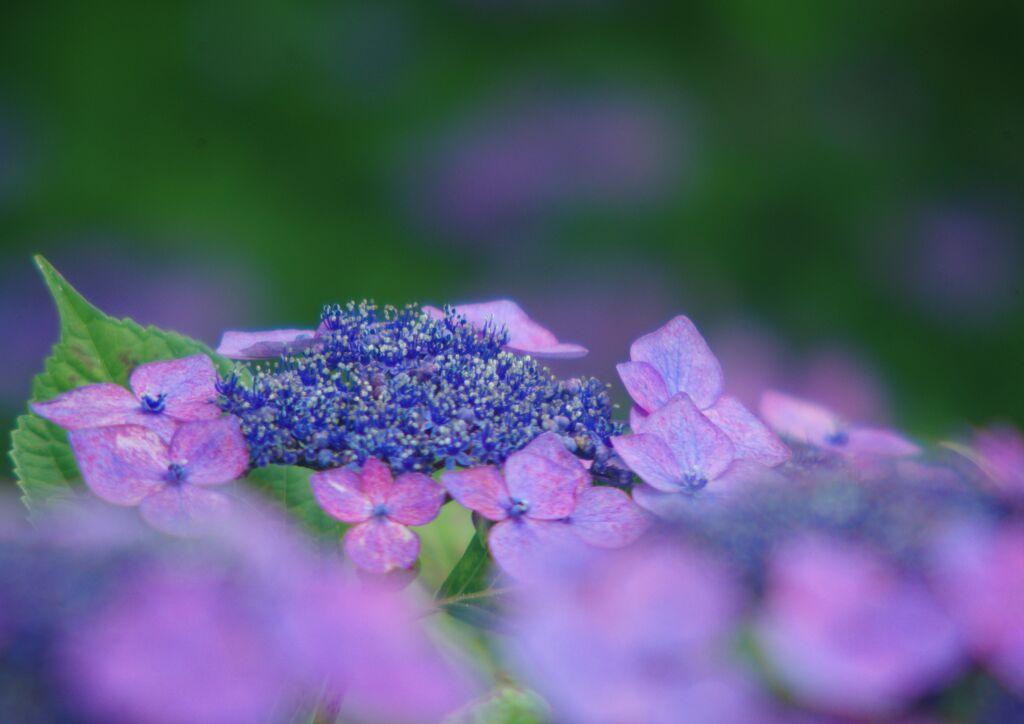 紫陽花