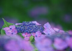 紫陽花