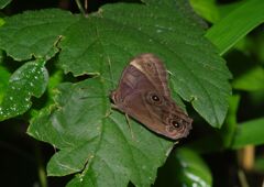 蝉時雨　ヒカゲチョウ
