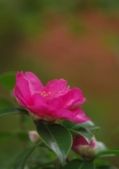 短日　サザンカ　Ⅱ