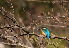野鳥を探して　カワセミ