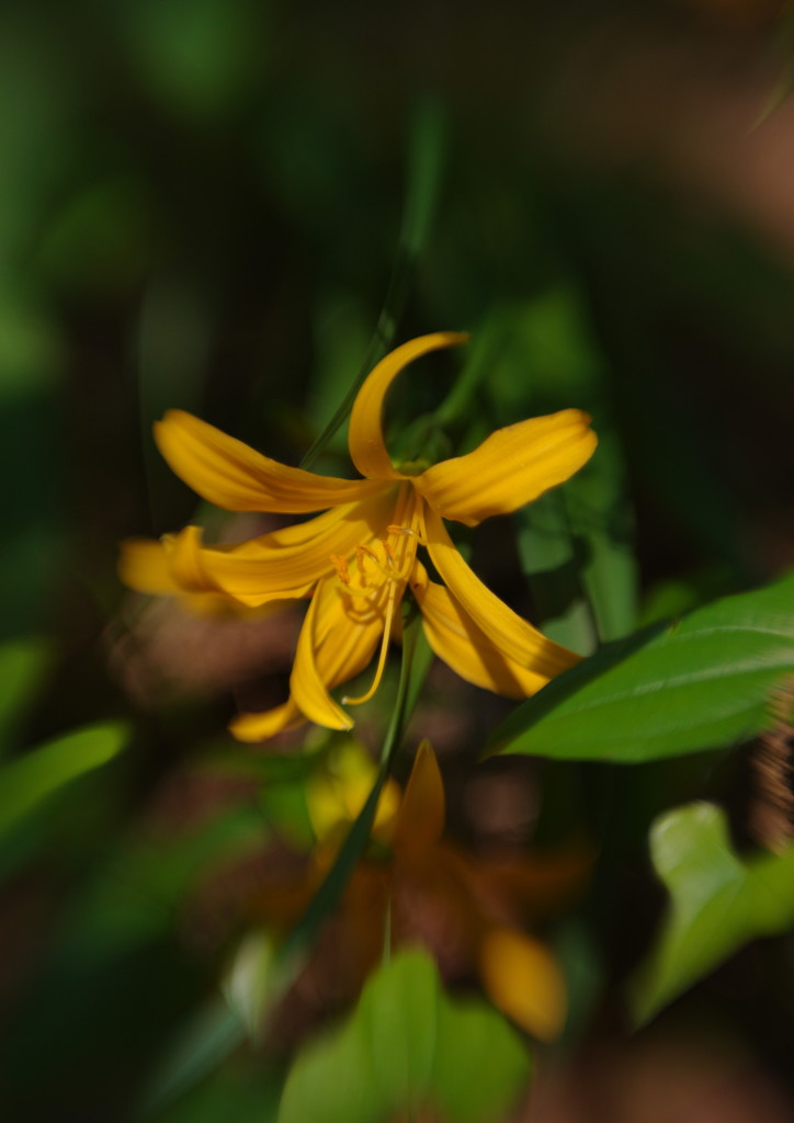 春色　ムサシノキスゲ　Ⅱ