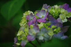 清涼　アジサイ（我家の二番花）