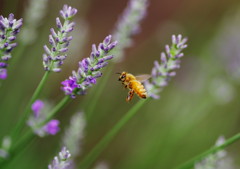 虫達を追って　ミツバチ　Ⅱ
