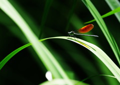 花と虫達　カワトンボ