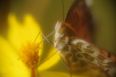 花と虫達　ツマグロヒョウモン　Ⅱ