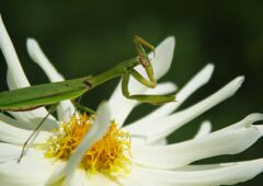 ④　美味かった・・・・・