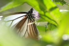 虫達を追って　アサギマダラ　Ⅲ