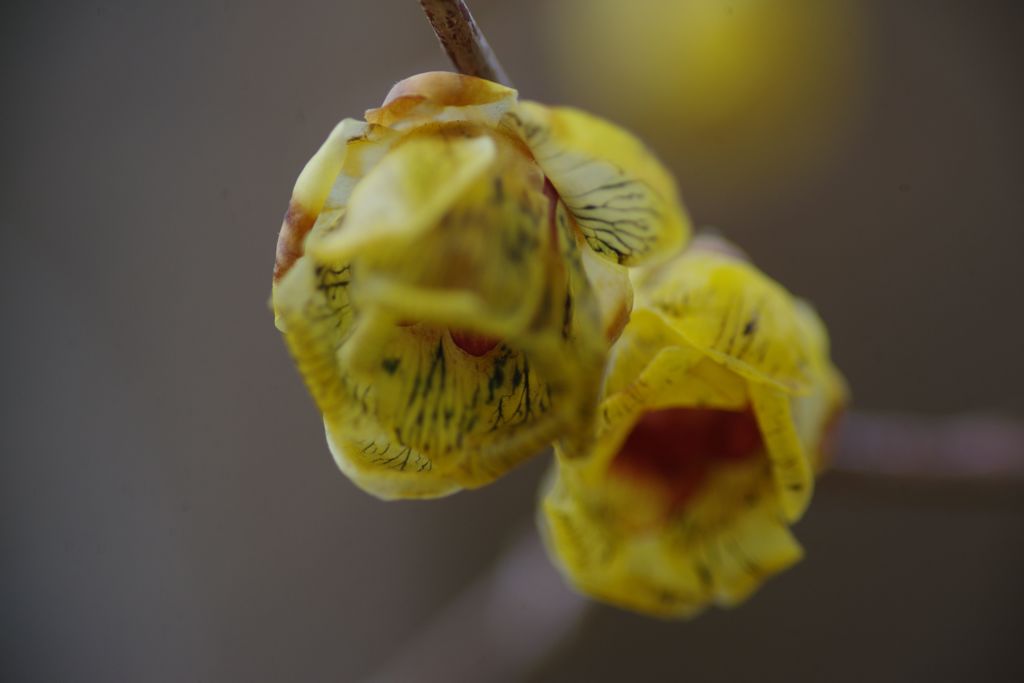 向春　ソシンローバイ