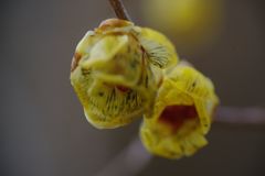 向春　ソシンローバイ