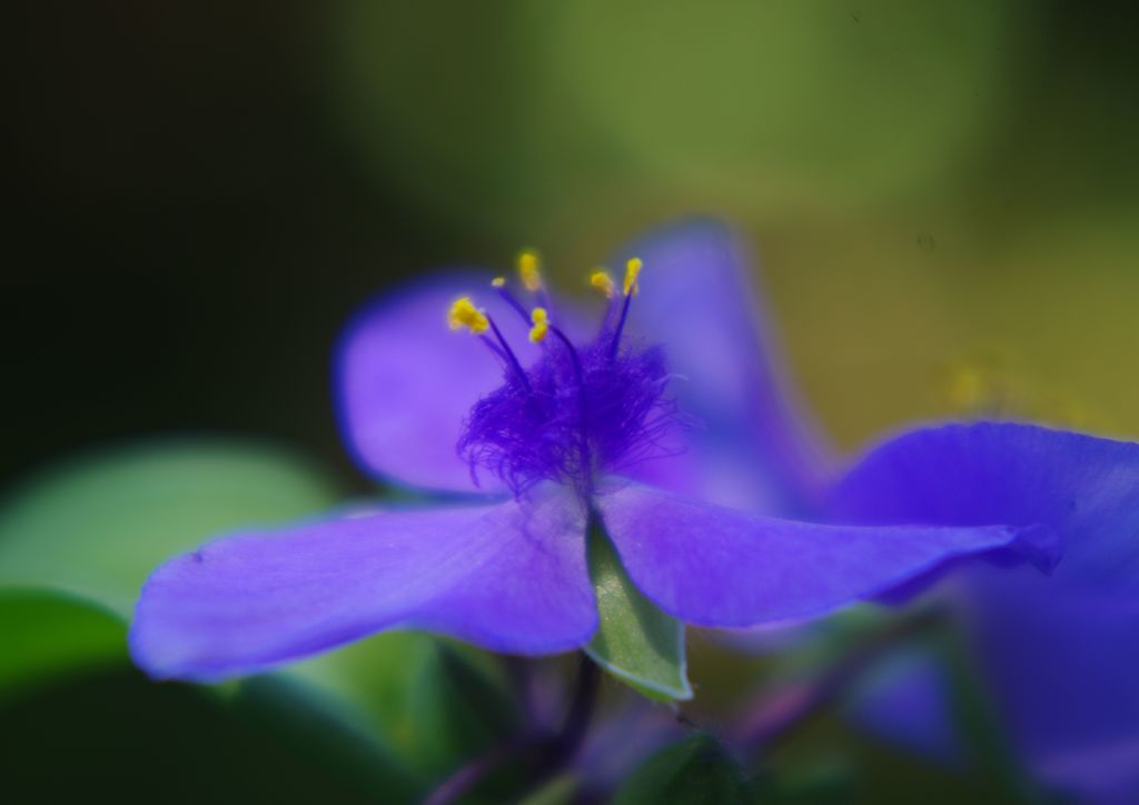 春色　オオムラサキツユクサ
