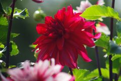 万来　ダリア　Ⅱ