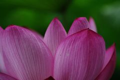 晩夏　大賀ハス