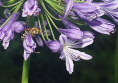 蝉時雨　アガバンサス