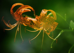 初夏　オニユリ