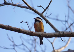 野鳥を探して　ヤマガラ